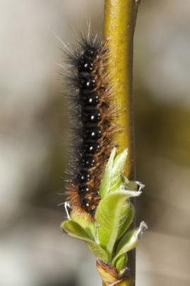 garden tiger moth caterpillar
